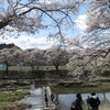 2021.04.11　夏井川千本桜