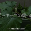 2804食目「ズッキーニの葉っぱ」ベランダ農園2025春から夏その4