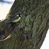 野鳥散歩