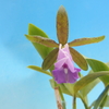 Cattleya dormaniana  f.coerulea 