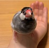 可愛すぎるぜ…
