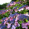 満開の紫陽花を見に行ってきました！女子撮影会！（府中市神宮寺　あじさい寺）