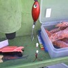 東京湾のフグのカットウ釣り解説