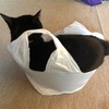 黒猫の肛門腺を嗅いでしまった話。