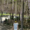 【お出かけスポット】【埼玉県】【加須市】玉敷公園に藤を見てきました✨