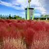 チューリップ公園のコキアは綺麗だった