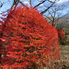 昨日弘法山をハイキング