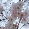 令和4年　桜開花状況