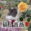 ☆　薔薇🌹　と　猫　誕生日　満９ケ月💘