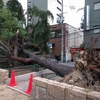 台風21号の爪痕