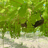 ワイン作りプロジェクト②：間引きと袋がけ