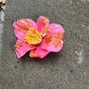 笑顔の実生たちの花弁の数