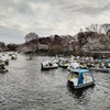 井の頭公園の桜をふらふら愛でる。座らず愛でる。もうちょいで満開ですよ！