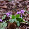 城山かたくりの里ほか