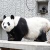 中国返還を延期していた王子動物園のパンダ「タンタン」病死