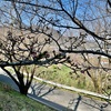 裏門の綻びて笑む桜かな（あ）