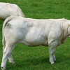 フランスのAOC牛