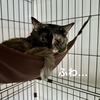 愛猫のケコケコ音がアラーム代わりの朝。