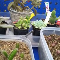 冬目前 多肉植物 サボテンの冬越し準備 簡易温室を作ろう 今日も鬱だけど一歩だけ歩いてみる 冬目前 多肉植物 サボテンの冬越し準備 簡易温室を作ろう 今日も鬱だけど一歩だけ歩いてみる