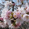 桜は、頌う。