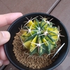 綾波錦