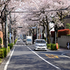 四月は君の嘘：満開の桜、4度目の春