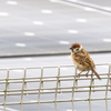 🐦野鳥の回【70】スズメの幼鳥が死んでいくのを見た。