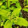 紫陽花の蕾