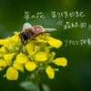 菜の花と革花制作日記｜最終回｜リアルと抽象化を追求したデザイン