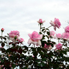 Part 2　秋バラとコスモス咲く越後丘陵公園散策