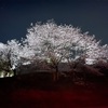 帰り道の途中で、見つけた桜。
