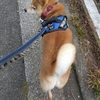 まったり散歩、だよ