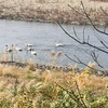 湯川の白鳥