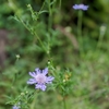 晩夏から初秋の花