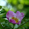 サンショウバラ：山椒薔薇