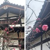 梅を求めて鎌倉浄光明寺へ　　鎌倉室町時代には隆盛を極めてお寺．不動堂の前に白梅の古木が二株．  岡麓が詠んだ「品（しな）ぞそなわる」梅の木と言えるでしょう．ブラタモリのカメラが入った庭園への入り口は閉ざされていますが，垣根越しに梅が咲いていることを確認．庫裏の前に枝振りの良い紅梅．　二月に入りて二度目の雪降りぬ雪降るなかの白梅紅梅　宮柊二