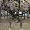 迎接の藤：福岡県直方市の500年樹齢の藤が咲き誇る定禅寺