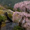 双頭のしだれ桜