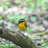 念願の大洞の水場で野鳥撮影をした話。