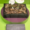 毒きのこ１（「毒の博物館」4　菌類の毒／国立科学博物館特別展「毒」より）　きのこの食毒を見分けるための万能の方法は存在しません．幻覚症状：ヒカゲシビレタケ，ワライタケ等（いくつかは所持することも禁止されている）．　痙攣など：ベニテングタケ，サクラタケ等． 　悪酔い：食用きのこなのにお酒と一緒に食べると酷く悪酔いする．キララタケ等．　腹痛など：野生きのこで最も頻繁に起こる中毒例．　細胞破壊：最も致死的な症状．腎臓や肝臓などの細胞が破壊されていくことで死につながる．テングタケ属．