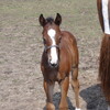 白老F　繁殖牝馬と当歳馬を見学