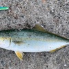 芦屋エリアでツバス釣り