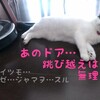 猫侵入防止扉…その後