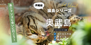 沖縄・奥武島は猫に会える？橋で行ける島の行き方と注意点