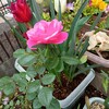 我が家の鉢植えのバラ