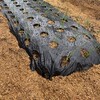 【家庭菜園】たまねぎを植えます！たまねぎ栽培日記①(？)