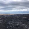 残った樹皮からの再生