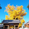  『地蔵寺の大銀杏』