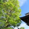 青く高い空に向かってー佐保神社の大ケヤキ