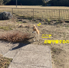 はるちゃんとお留守番